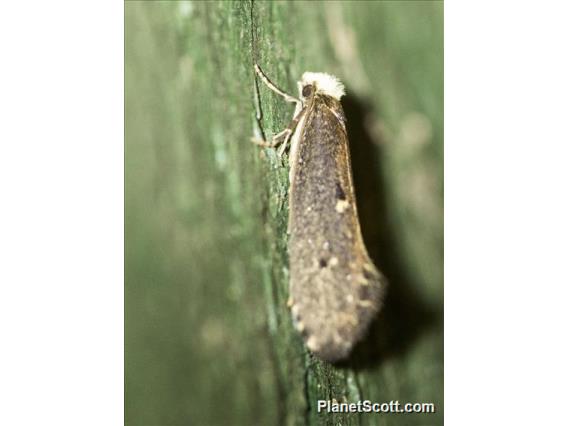 Coyote Brush Stem Gall Moth (Gnorimoschema baccharisella)