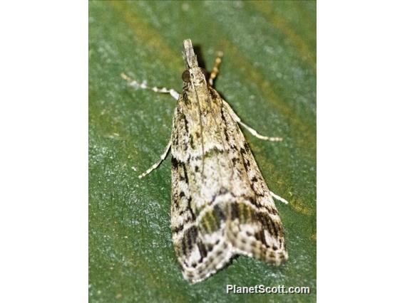 Crambid Snout Moth (Crambidae sp)