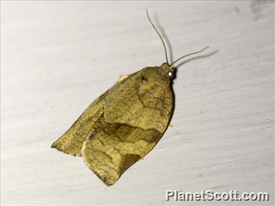 Tortricid Leafroller Moth (Tortricidae sp)