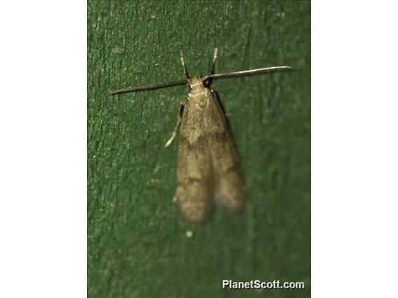 Scaly-legged Pyralid Snout Moth (Arta epicoenalis)