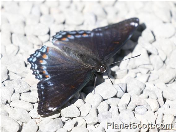  Red-spotted Admiral (Limenitis arthemis)