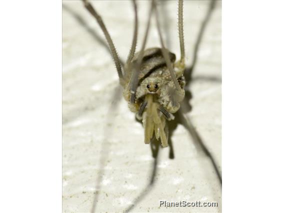 Sclerosomatidae Harvestman (Leiobunum flavum)