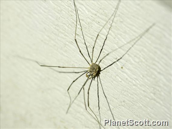 Sclerosomatidae Harvestman (Leiobunum flavum)