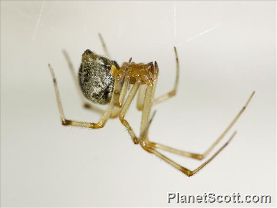 Marbled Cobweb Spider (Enoplognatha marmorata)