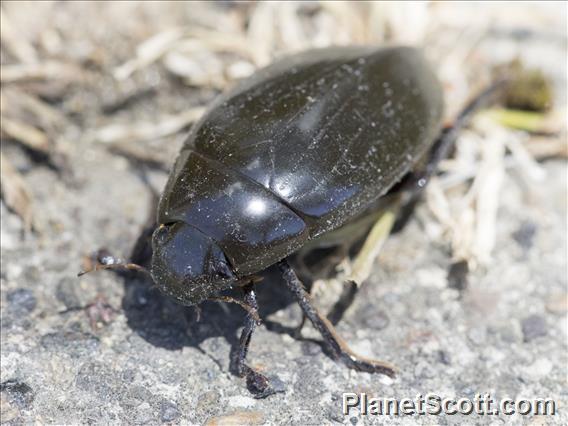 Giant Water Scavenger Beetle (Hydrophilus triangularis)