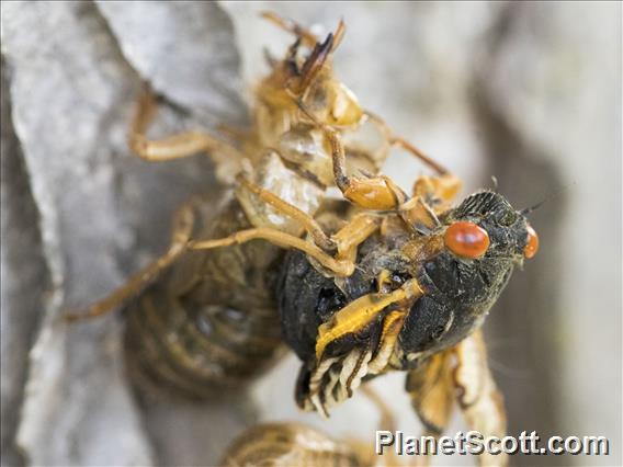 Pharaoh Cicada (Magicicada septendecim)