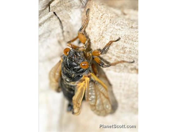 Cassin's 17-Year Cicada (Magicicada cassinii)