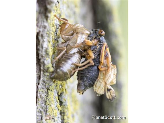 Cassin's 17-Year Cicada (Magicicada cassinii)