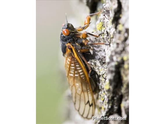 Cassin's 17-Year Cicada (Magicicada cassinii)