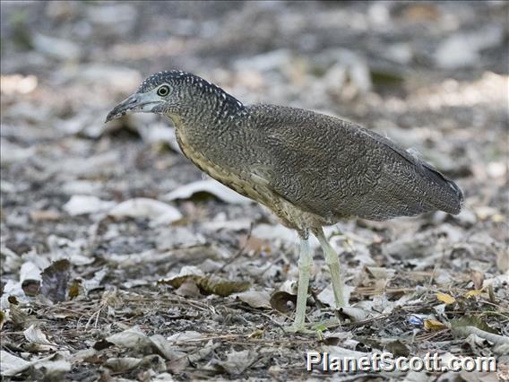 Malayan Night-Heron (Gorsachius melanolophus) - Juvenile