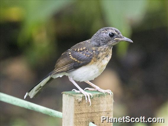 White-rumped Shama (Copsychus malabaricus) - Juvenile