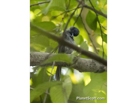 Black-naped Monarch (Hypothymis azurea)