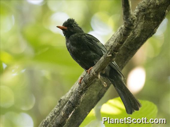 Black Bulbul (Hypsipetes leucocephalus)