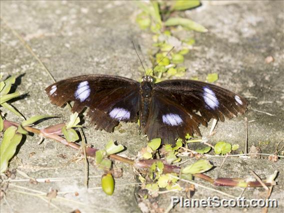 Great Eggfly (Hypolimnas bolina)