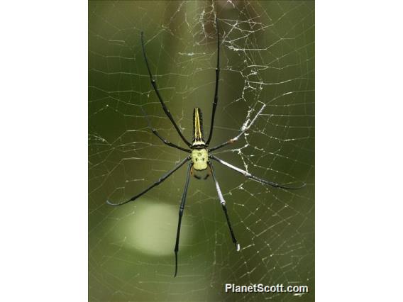 Giant Golden Orb-weaving Spider (Nephila pilipes)