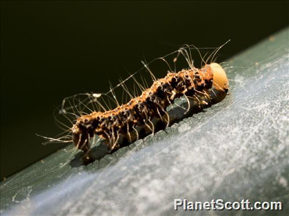 Orange Stinging Caterpillar (Lepidoptera sp)