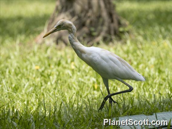 Eastern Cattle Egret (Bubulcus coromandus)