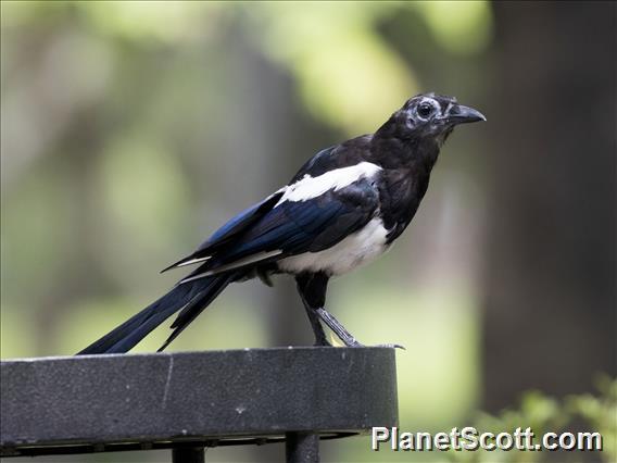 Oriental Magpie (Pica serica)