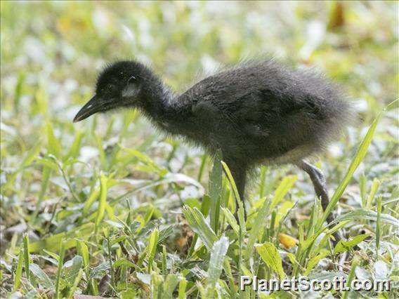 White-breasted Waterhen (Amaurornis phoenicurus) - Juvenile