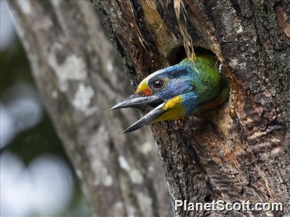 Taiwan Barbet (Psilopogon nuchalis)