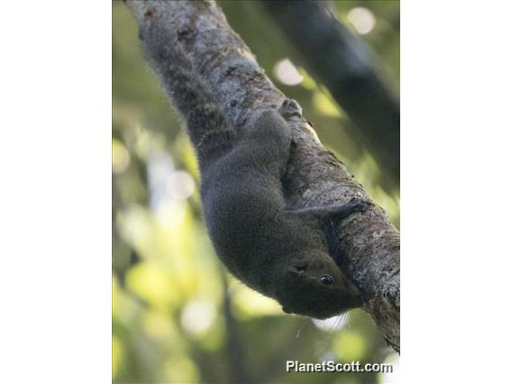 Black-striped Squirrel (Callosciurus nigrovittatus)