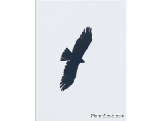 Black Eagle (Ictinaetus malaiensis)