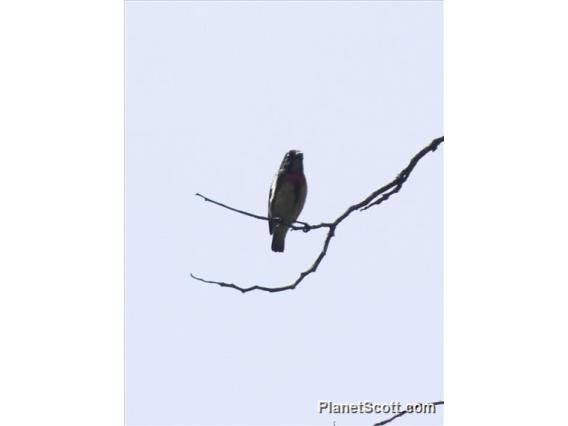 Blood-breasted Flowerpecker (Dicaeum sanguinolentum)