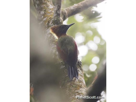 Checker-throated Woodpecker (Chrysophlegma mentale)