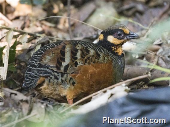 Chestnut-bellied Partridge (Arborophila javanica)