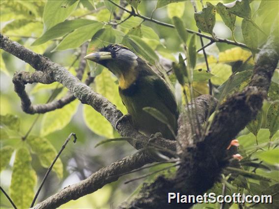 Fire-tufted Barbet (Psilopogon pyrolophus)