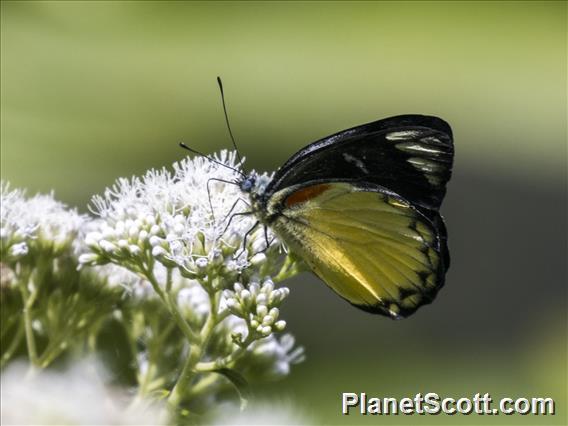 Jezebel Butterfly (Delias belisama)