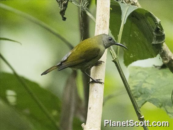 White-flanked Sunbird (Aethopyga eximia) - Female