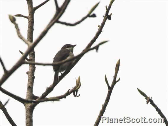 Black-winged Flycatcher-shrike (Hemipus hirundinaceus)