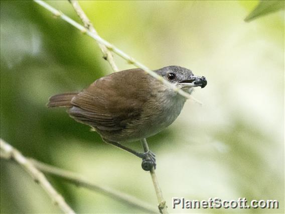 Horsfield's Babbler (Malacocincla sepiaria)