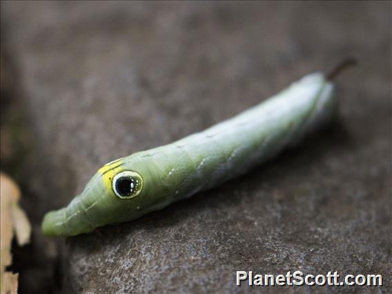 Unidentified Caterpillar (Lepidoptera sp)