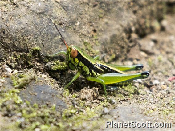 Short-horned Grasshopper (Caryanda spuria)