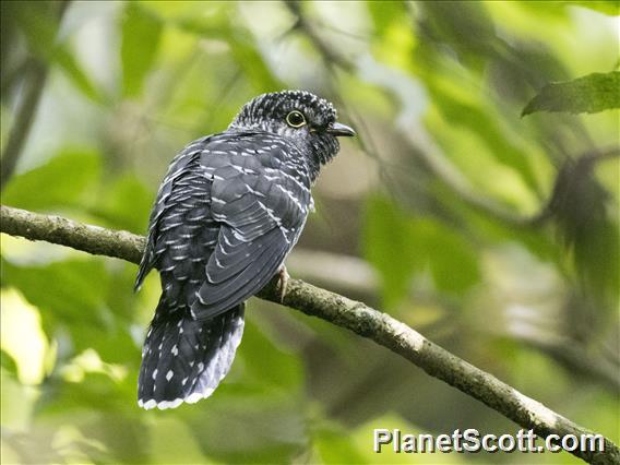 Sunda Cuckoo (Cuculus lepidus)