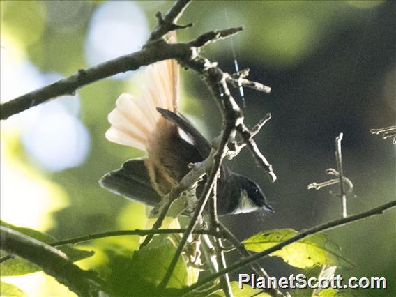 Rufous-tailed Fantail (Rhipidura phoenicura)