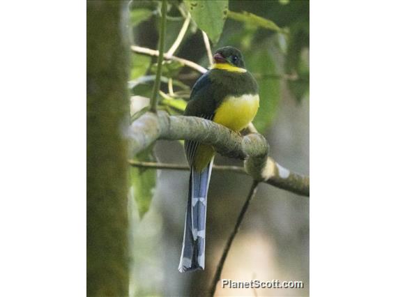 Javan Trogon (Apalharpactes reinwardtii)