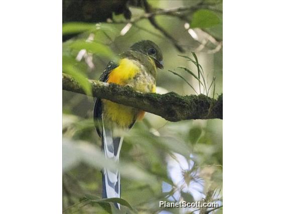 Javan Trogon (Apalharpactes reinwardtii)