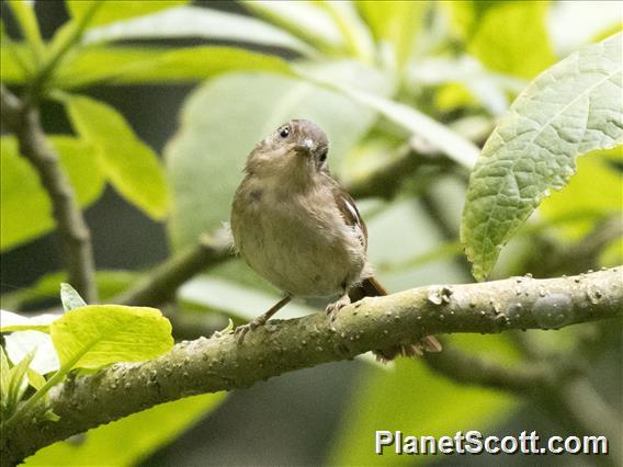 Javan Fulvetta (Alcippe pyrrhoptera)