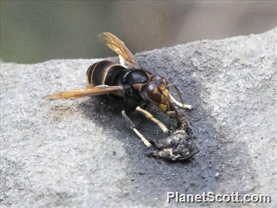 Yellow-legged Hornet (Vespa velutina)