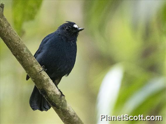 Sunda Robin (Myiomela diana)