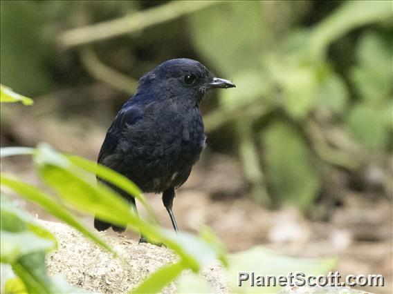 Javan Whistling-Thrush (Myophonus glaucinus)