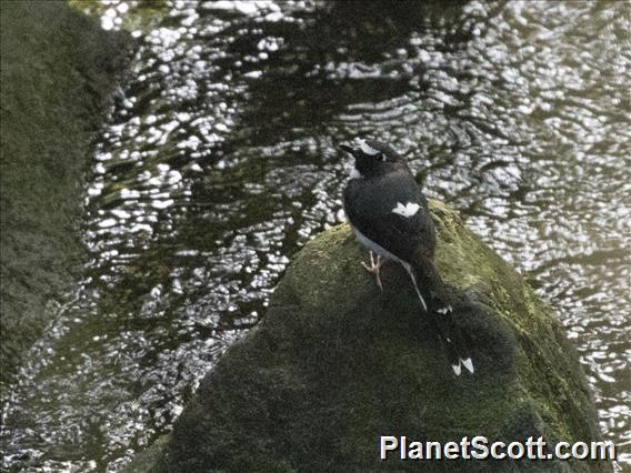 Sunda Forktail (Enicurus velatus)