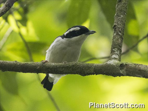 Pied Shrike-Babbler (Pteruthius flaviscapis)