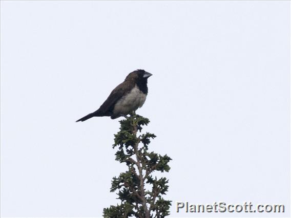 Javan Munia (Lonchura leucogastroides)