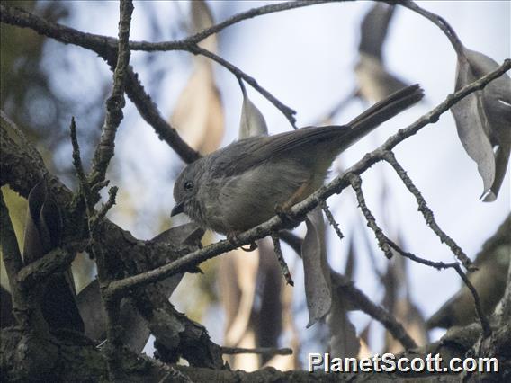 Pygmy Tit (Aegithalos exilis)