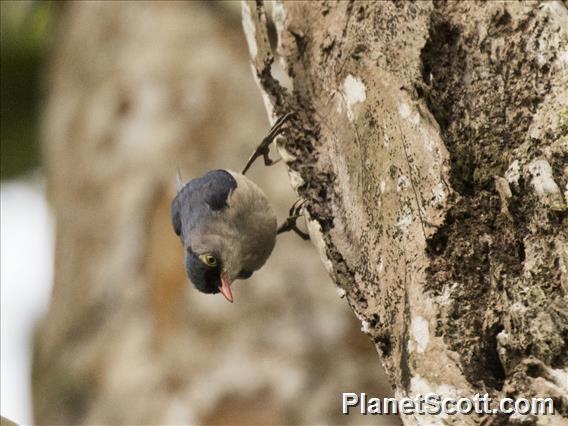 Velvet-fronted Nuthatch (Sitta frontalis)