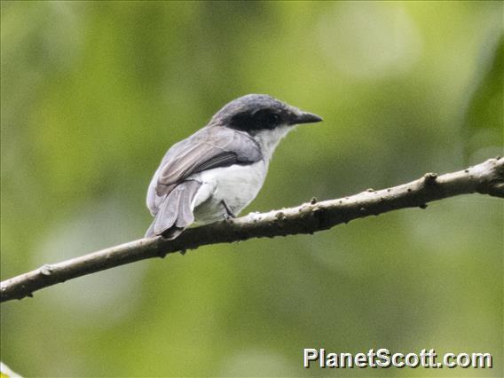 Black-winged Flycatcher-shrike (Hemipus hirundinaceus)